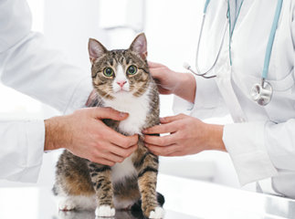 chat chez le vétérinaire